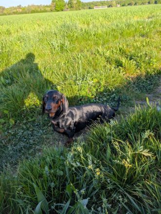 Artur-Ludwig von den Glücksdackeln, steht ab sofort geeigneten Dackeldamen als Deckrüde zur verf.