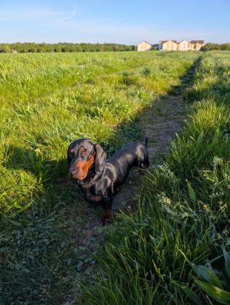 Artur-Ludwig von den Glücksdackeln, steht ab sofort geeigneten Dackeldamen als Deckrüde zur verf.