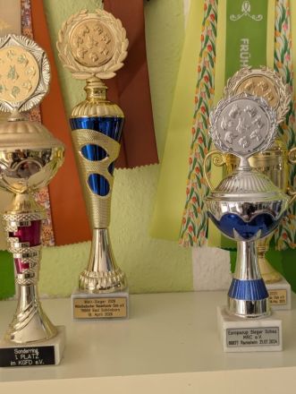 Artur-Ludwig von den Glücksdackeln, steht ab sofort geeigneten Dackeldamen als Deckrüde zur verf.