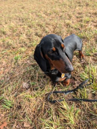 Artur-Ludwig von den Glücksdackeln, steht ab sofort geeigneten Dackeldamen als Deckrüde zur verf.