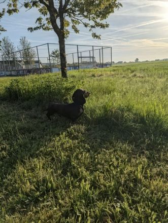 Artur-Ludwig von den Glücksdackeln, steht ab sofort geeigneten Dackeldamen als Deckrüde zur verf.