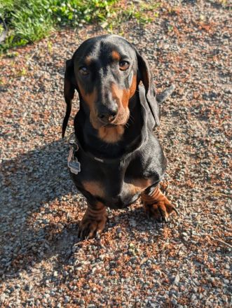 Artur-Ludwig von den Glücksdackeln, steht ab sofort geeigneten Dackeldamen als Deckrüde zur verf.