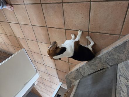 Beagle Rüde Milo