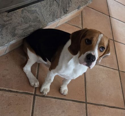 Beagle Rüde Milo