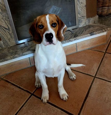 Beagle Rüde Milo