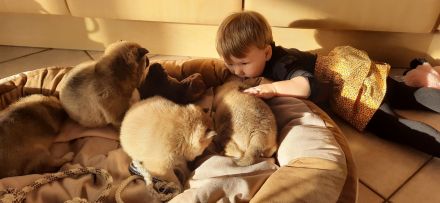 Shiba Inu Welpen - Reinrassig - Wurfankündigung - Mai 2026