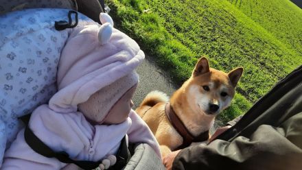 Shiba Inu Welpen - Reinrassig - Wurfankündigung - Mai 2026