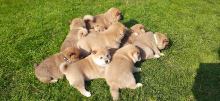 Shiba Inu Welpen - Reinrassig - Wurfankündigung - Mai 2026