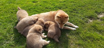 Shiba Inu Welpen - Reinrassig - Wurfankündigung - Mai 2026