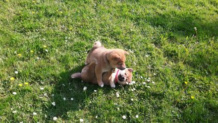 Shiba Inu Welpen - Reinrassig - Wurfankündigung - Mai 2026