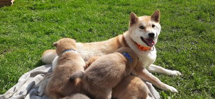 Shiba Inu Welpen - Reinrassig - Wurfankündigung - Mai 2026