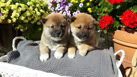 Shiba Inu Welpen - Reinrassig - Wurfankündigung - Mai 2026