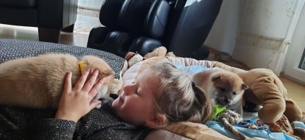 Shiba Inu Welpen - Reinrassig - Wurfankündigung - Mai 2026