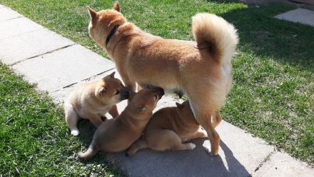 Shiba Inu Welpen - Reinrassig - Wurfankündigung - Mai 2026