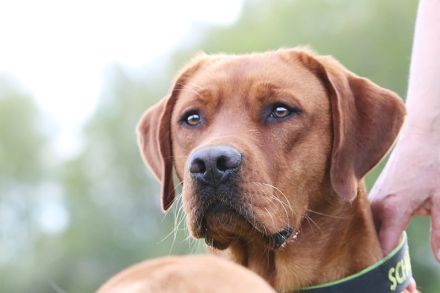 Wunderschöner Labrador-Deckrüde "Schorsch" kerngesund, genetisch frei & a echter Bayer mit Herz