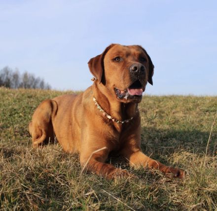 Wunderschöner Labrador-Deckrüde "Schorsch" kerngesund, genetisch frei & a echter Bayer mit Herz