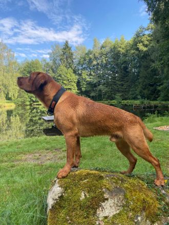 Wunderschöner Labrador-Deckrüde "Schorsch" kerngesund, genetisch frei & a echter Bayer mit Herz
