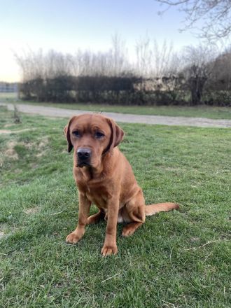 Wunderschöner Labrador-Deckrüde "Schorsch" kerngesund, genetisch frei & a echter Bayer mit Herz