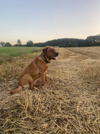 Wunderschöner Labrador-Deckrüde "Schorsch" kerngesund, genetisch frei & a echter Bayer mit Herz
