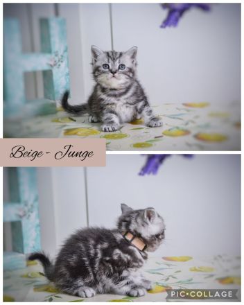 Noch 2 BKH-Jungs im Whiskas-Look (Black-Silver-Tabby-Classic) abzugeben