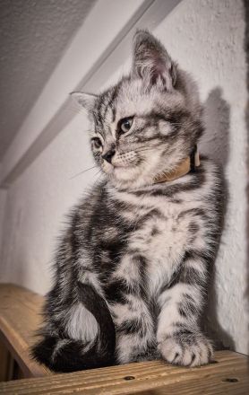 Noch 1 BKH-Junge ab 10.06.2026 abzugeben - Black-Silver-Tabby-Classic