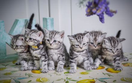 Noch 2 BKH-Jungs im Whiskas-Look (Black-Silver-Tabby-Classic) abzugeben