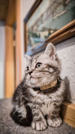 Noch 1 BKH-Junge ab 10.06.2026 abzugeben - Black-Silver-Tabby-Classic