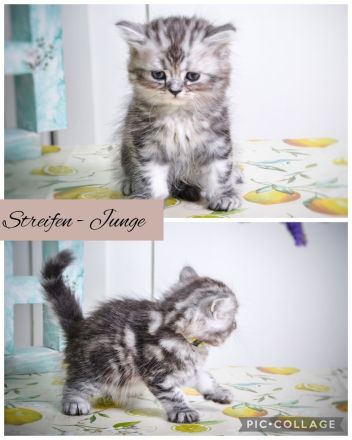 Noch 2 BKH-Jungs im Whiskas-Look (Black-Silver-Tabby-Classic) abzugeben