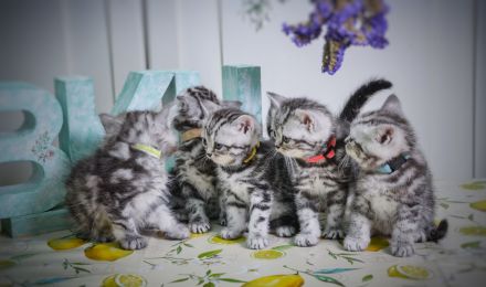 Noch 2 BKH-Jungs im Whiskas-Look (Black-Silver-Tabby-Classic) abzugeben