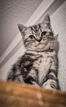 Noch 1 BKH-Junge ab 10.06.2026 abzugeben - Black-Silver-Tabby-Classic
