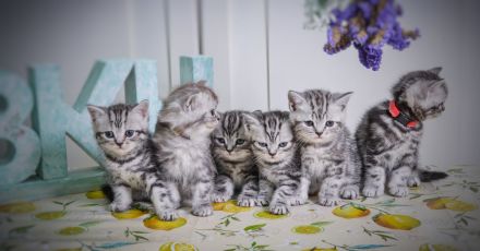 Noch 2 BKH-Jungs im Whiskas-Look (Black-Silver-Tabby-Classic) abzugeben