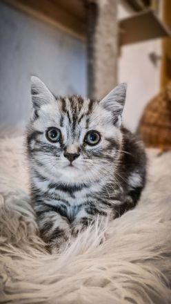 Noch 1 BKH-Junge ab 10.06.2026 abzugeben - Black-Silver-Tabby-Classic