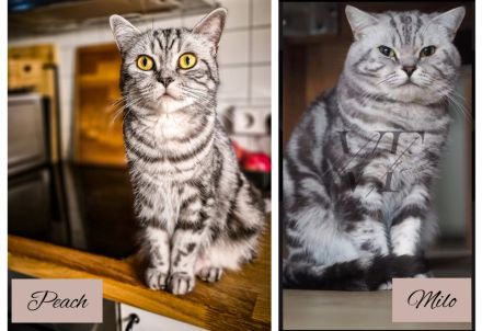 Noch 2 BKH-Jungs im Whiskas-Look (Black-Silver-Tabby-Classic) abzugeben