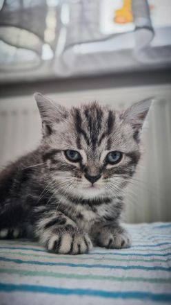 Noch 1 BKH-Junge ab 10.06.2026 abzugeben - Black-Silver-Tabby-Classic