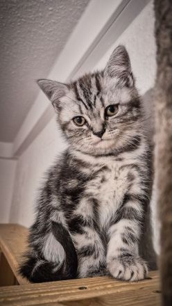 Noch 1 BKH-Junge ab 10.06.2026 abzugeben - Black-Silver-Tabby-Classic