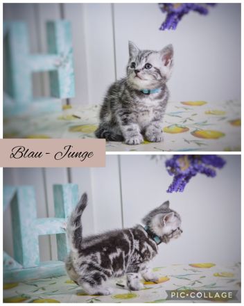 Noch 2 BKH-Jungs im Whiskas-Look (Black-Silver-Tabby-Classic) abzugeben
