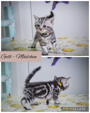 Noch 2 BKH-Jungs im Whiskas-Look (Black-Silver-Tabby-Classic) abzugeben