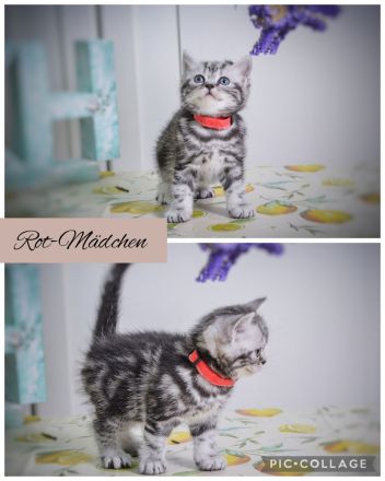 Noch 2 BKH-Jungs im Whiskas-Look (Black-Silver-Tabby-Classic) abzugeben