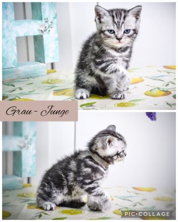 Noch 2 BKH-Jungs im Whiskas-Look (Black-Silver-Tabby-Classic) abzugeben