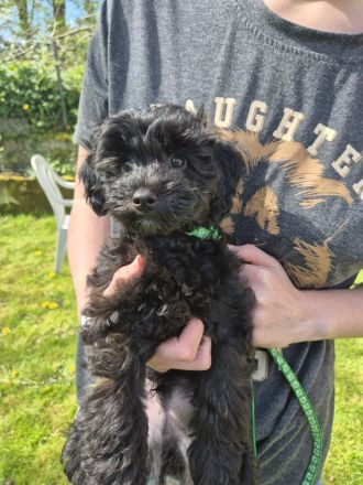 Zauberhafter Maltipoo-Welpe F2 Generation sucht ein liebevolles Zuhause 🐾