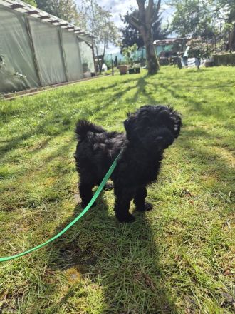 Zauberhafter Maltipoo-Welpe F2 Generation sucht ein liebevolles Zuhause 🐾