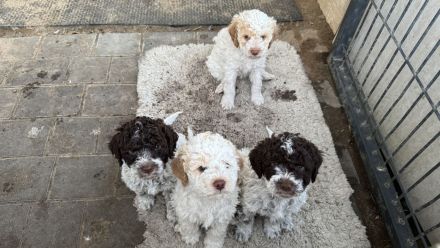 Lagotto Romagnolo Welpen