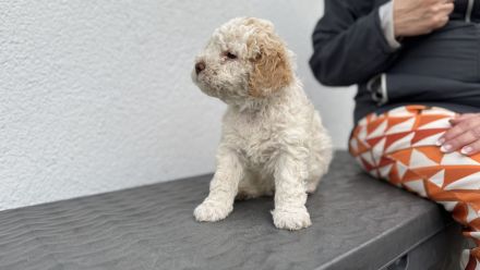 Lagotto Romagnolo Welpen