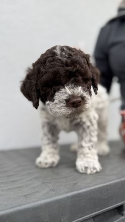Lagotto Romagnolo Welpen