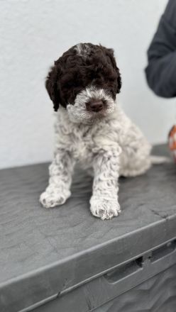 Lagotto Romagnolo Welpen