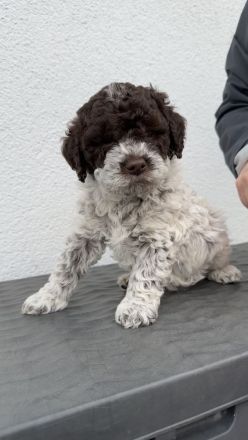 Lagotto Romagnolo Welpen