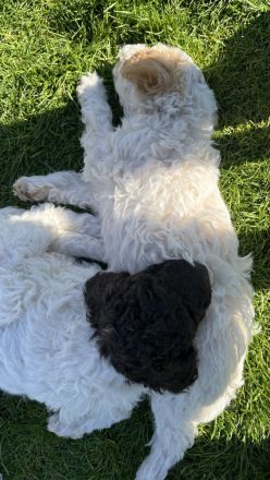 Lagotto Romagnolo Welpen