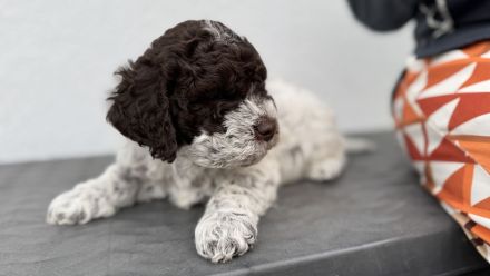 Lagotto Romagnolo Welpen
