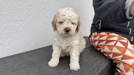 Lagotto Romagnolo Welpen