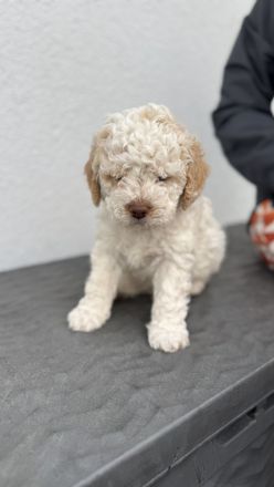 Lagotto Romagnolo Welpen